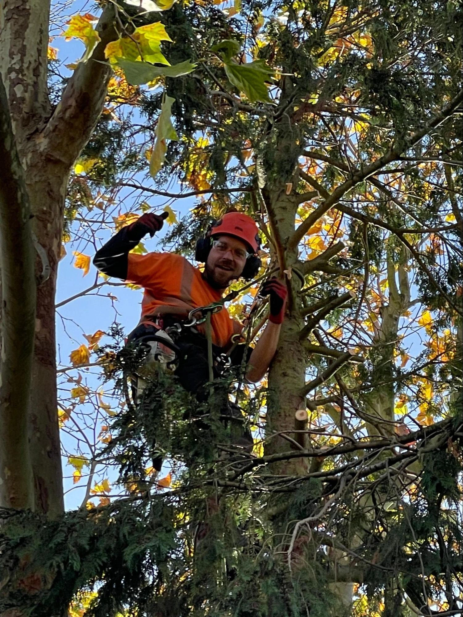 Highgate Tree Care Experts